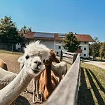 Petermuehle Urlaub Mit Alpakas Amerang