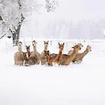 Petermuehle Urlaub Mit Alpakas