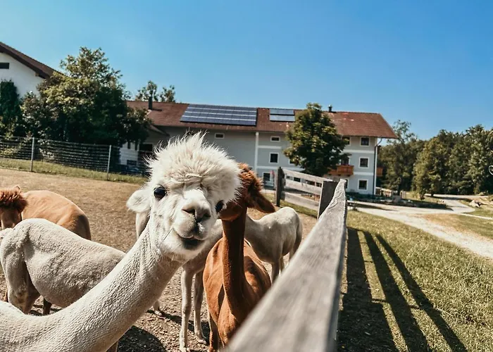 Petermuehle Urlaub Mit Alpakas Amerang
