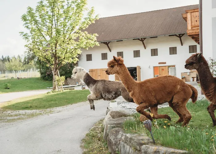 Petermuehle Urlaub Mit Alpakas