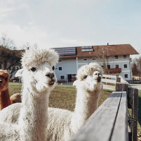 Petermuehle Urlaub Mit Alpakas