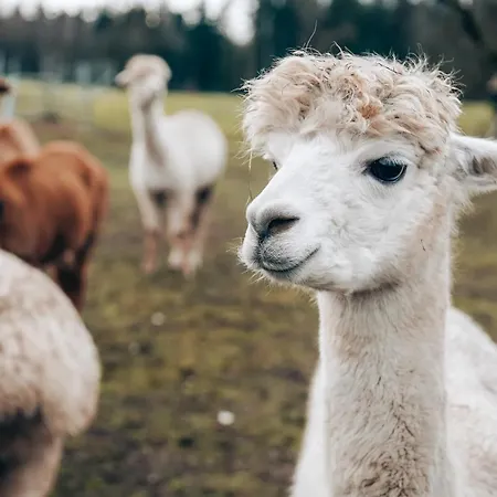 Petermuehle Urlaub Mit Alpakas Amerang