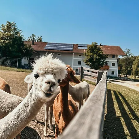 Petermuehle Urlaub Mit Alpakas Amerang