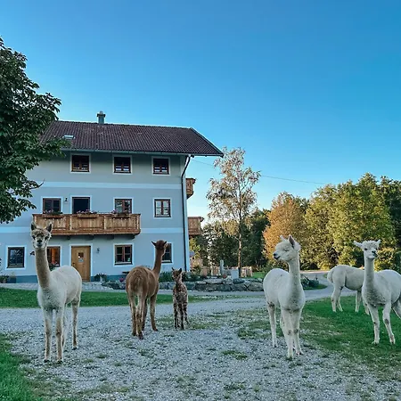 Petermuehle Urlaub Mit Alpakas * Amerang