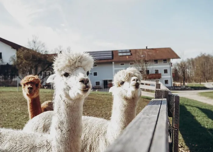 Petermuehle Urlaub Mit Alpakas