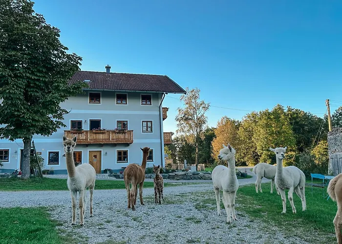 Petermuehle Urlaub Mit Alpakas * Amerang